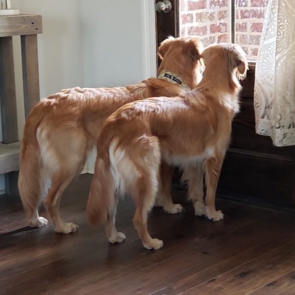 Smoke free/Pet friendly💛 - Picture 4 of 16